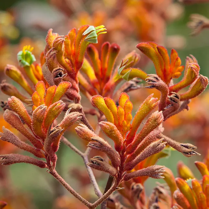 Kangaroo paw in flower