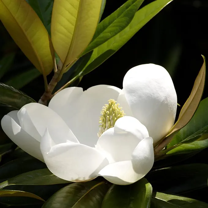 Magnolia in bloom