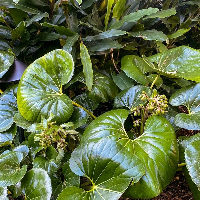 Textured foliage planting