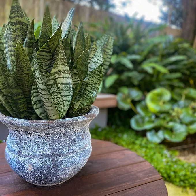 Potted feature planting detail