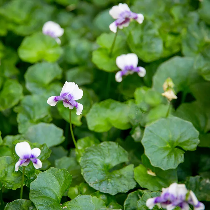 Native violet groundcover